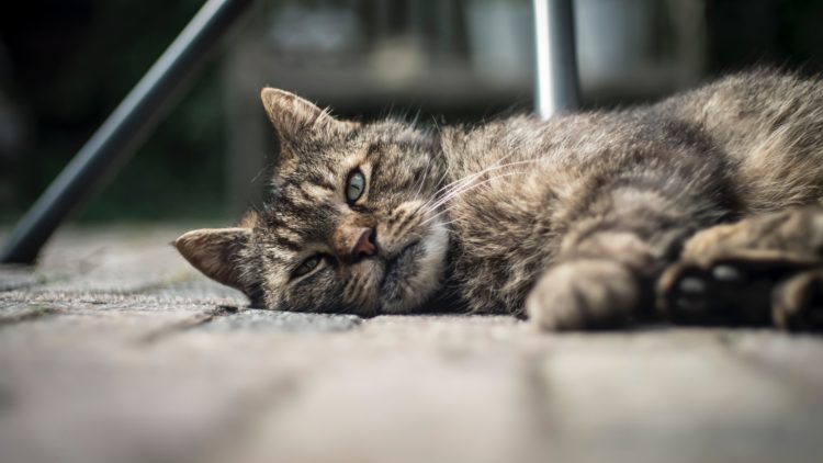 Writing a novel? Don't put your cat to sleep
