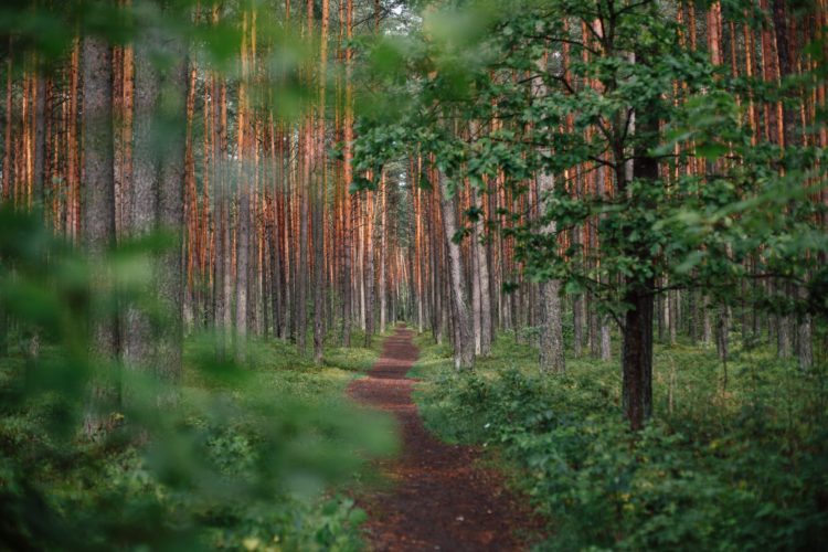the writers path